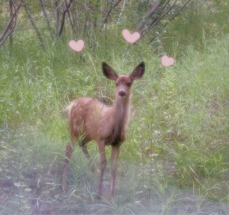 Fawn 🧚🏻🤍 NO PPV
