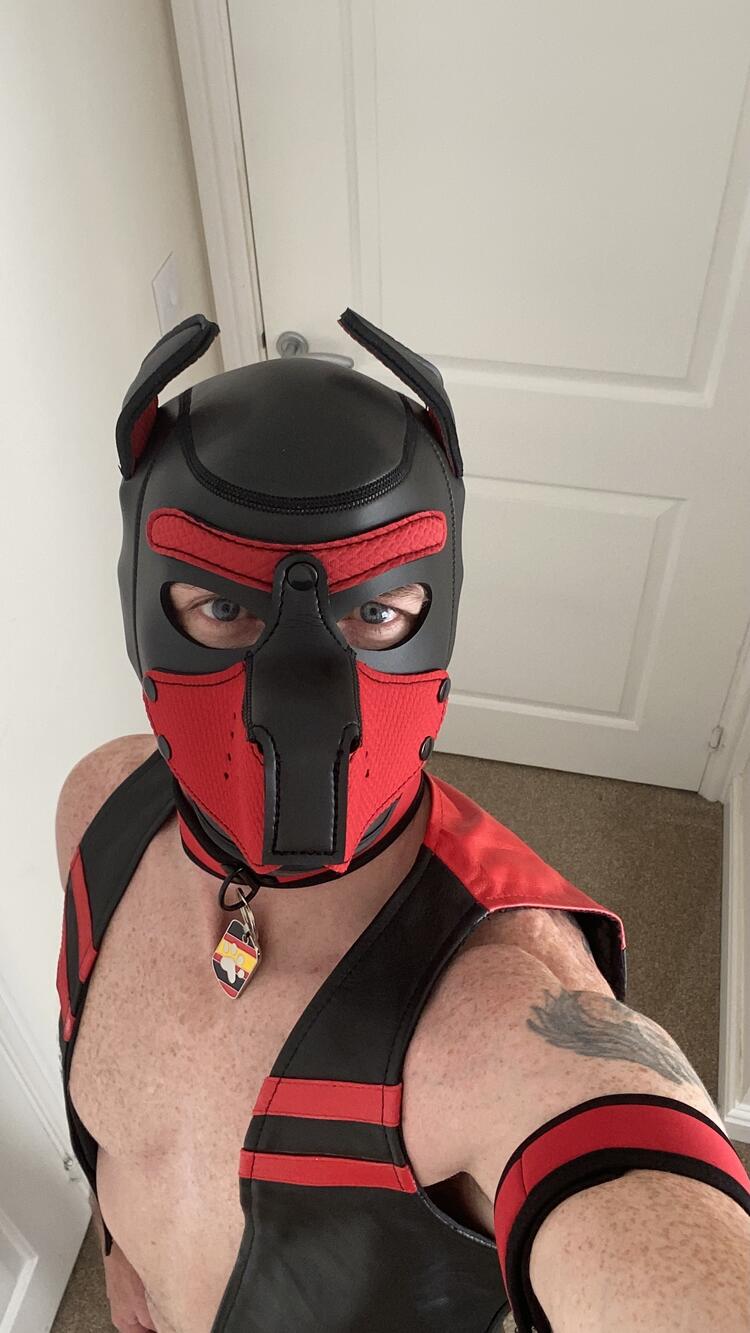 Pup Aries