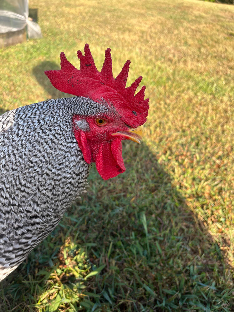 Spotted Cock